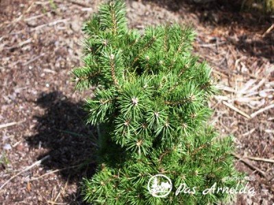 Pušis paprastoji ,Skjak' (lot. Pinus sylvestris)